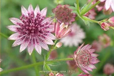 Astrantia major 'Roma'®