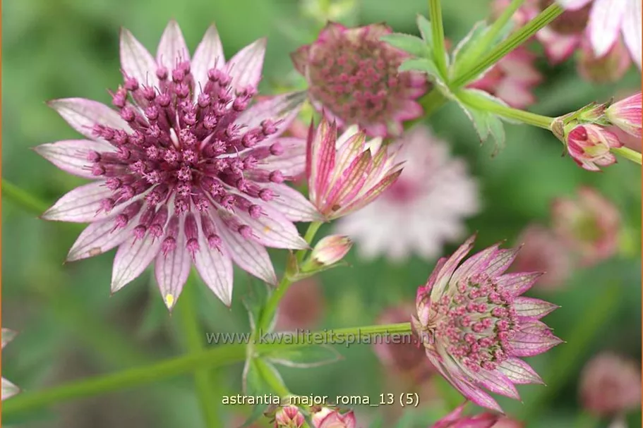 Astrantia major 'Roma'®