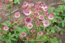 Astrantia major 'Roma'®