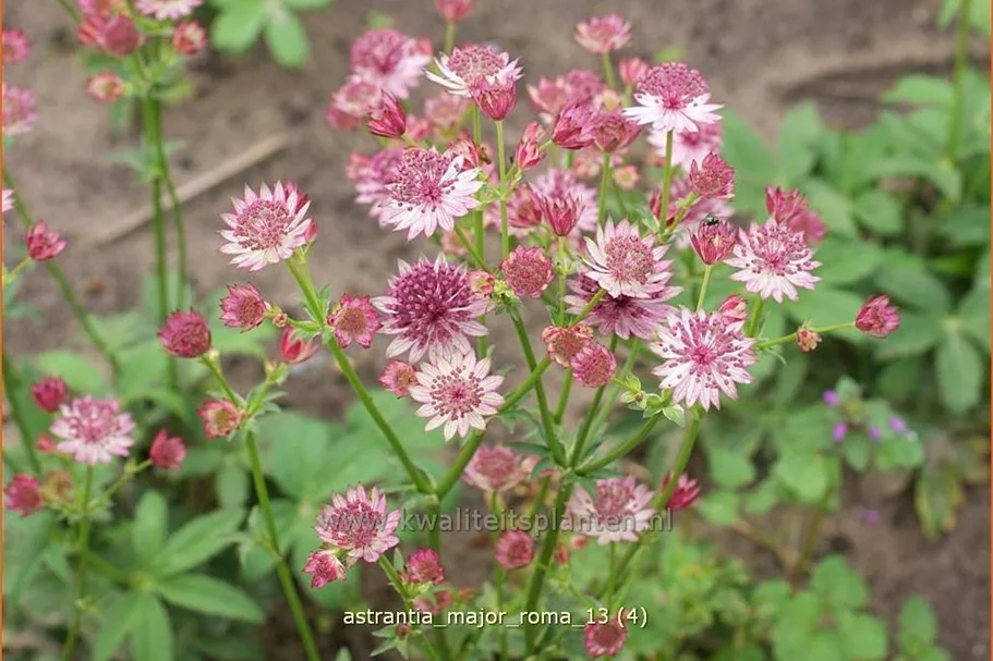 Astrantia major 'Roma'®