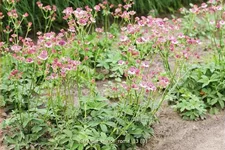 Astrantia major 'Roma'®