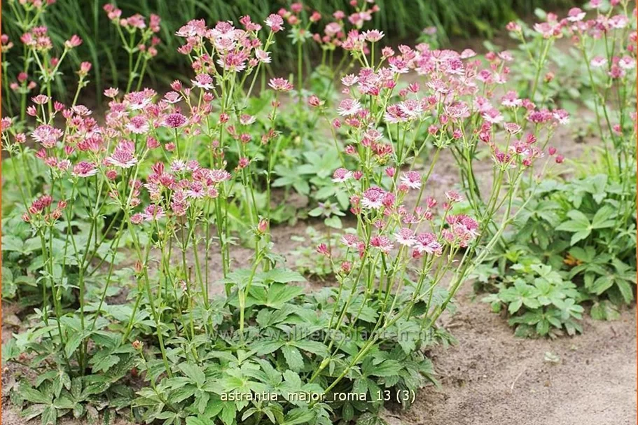 Astrantia major 'Roma'®