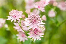 Astrantia major 'Roma'®
