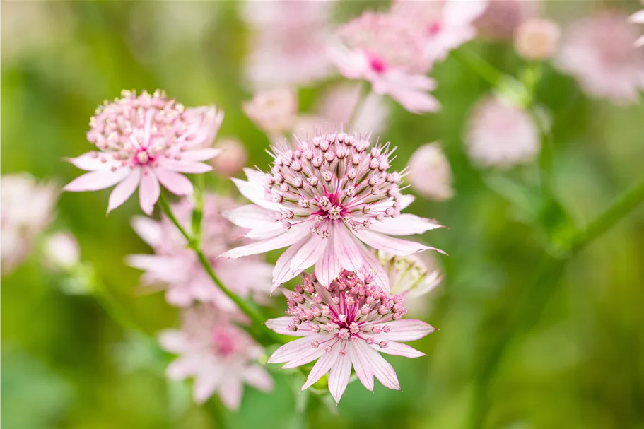 Astrantia major 'Roma'®