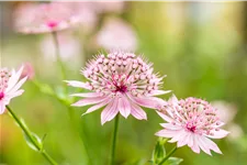 Astrantia major 'Roma'®