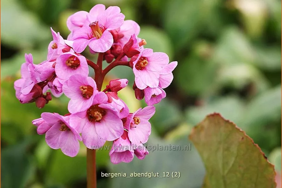 Bergenia cordifolia 'Abendglut'