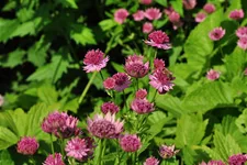 Astrantia major 'Roma'®