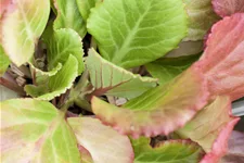 Bergenia cordifolia 'Abendglut'
