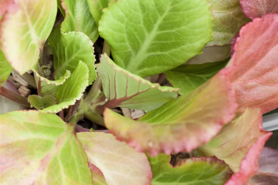 Bergenia cordifolia 'Abendglut'