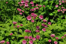 Astrantia major 'Roma'®