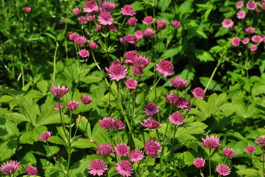 Astrantia major 'Roma'®