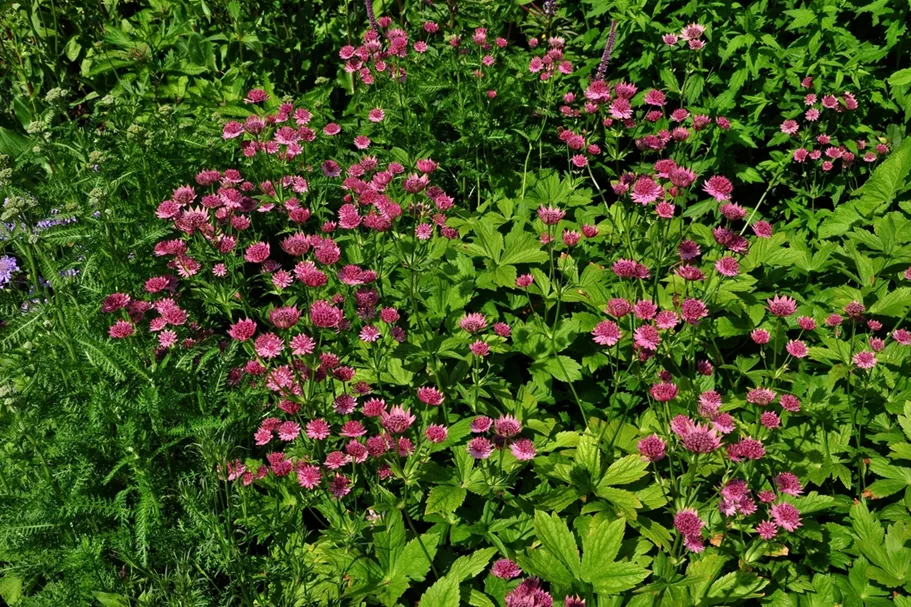 Astrantia major 'Roma'®