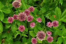 Astrantia major 'Roma'®