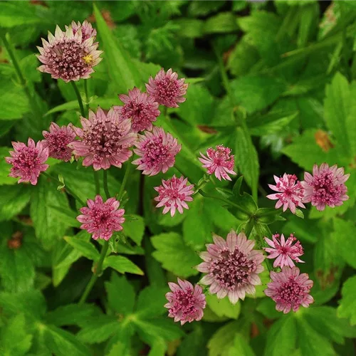 Astrantia major 'Roma'®