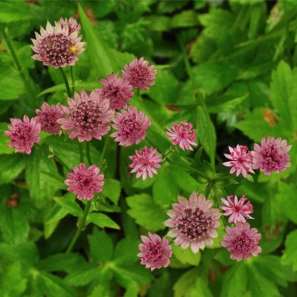 Astrantia major 'Roma'®