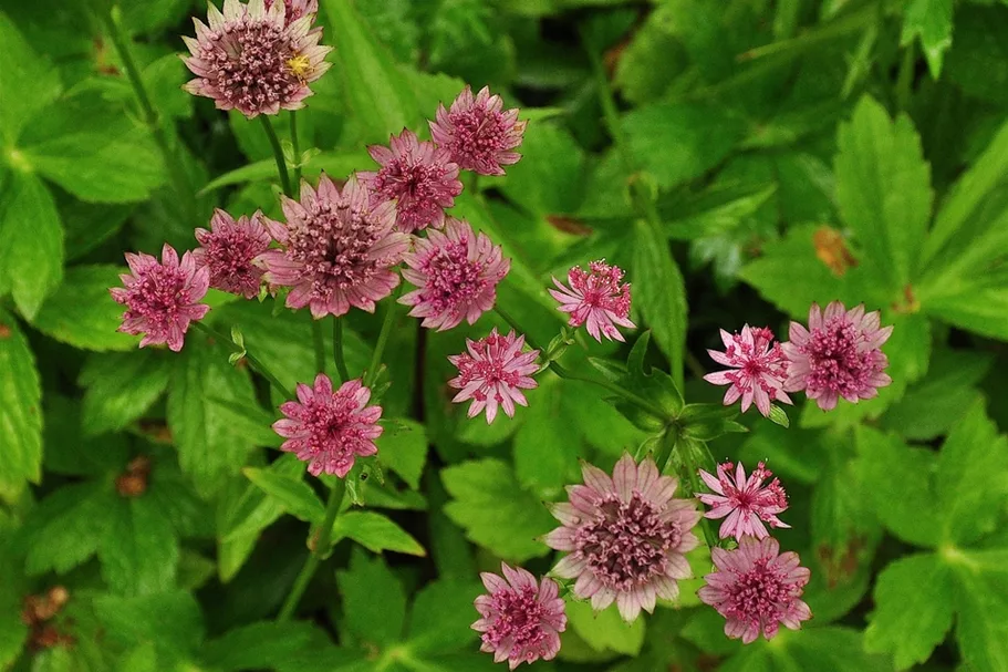 Astrantia major 'Roma'®
