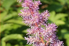 Astilbe x arendsii 'Amethyst'