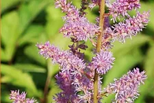 Astilbe x arendsii 'Amethyst'