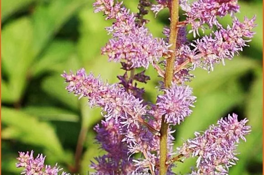 Astilbe x arendsii 'Amethyst'
