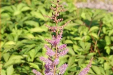 Astilbe x arendsii 'Amethyst'