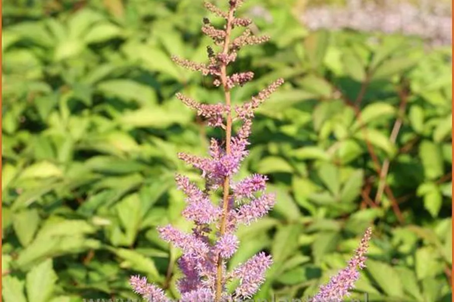 Astilbe x arendsii 'Amethyst'