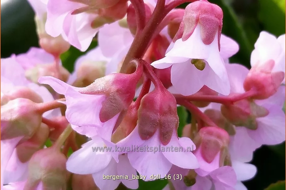 Bergenia cordifolia 'Baby Doll'