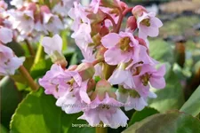 Bergenia cordifolia 'Baby Doll'