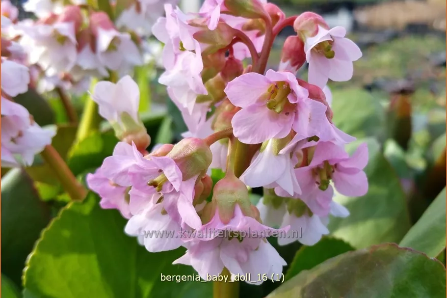 Bergenia cordifolia 'Baby Doll'