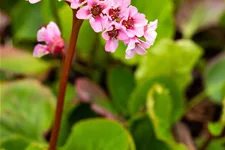 Bergenia cordifolia 'Baby Doll'