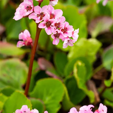 Bergenia cordifolia 'Baby Doll'