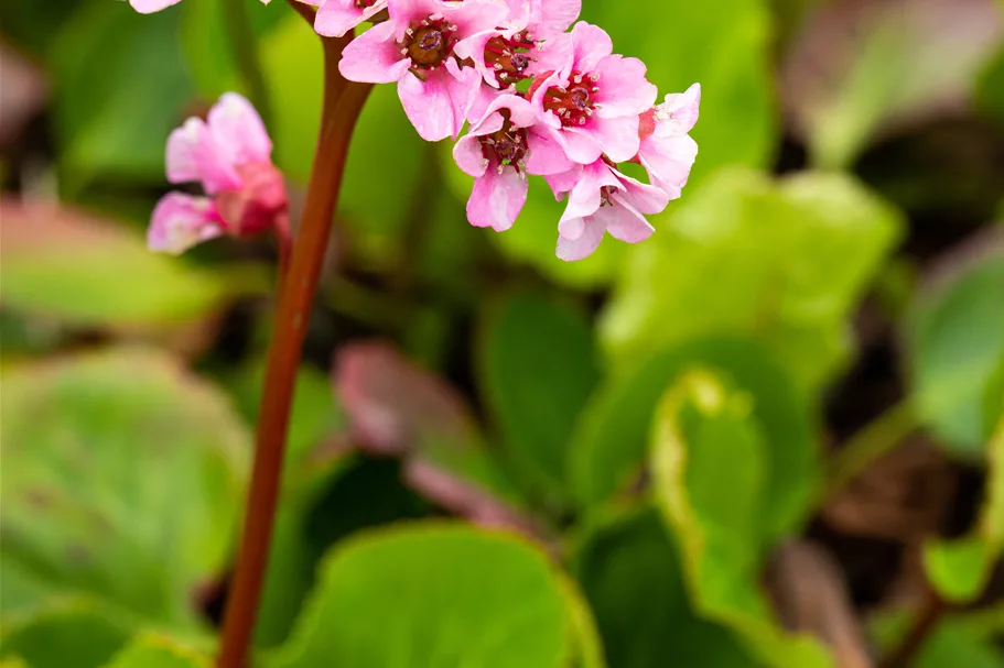 Bergenia cordifolia 'Baby Doll'
