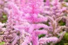 Astilbe x arendsii 'Amethyst'