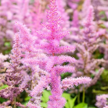 Astilbe x arendsii 'Amethyst'