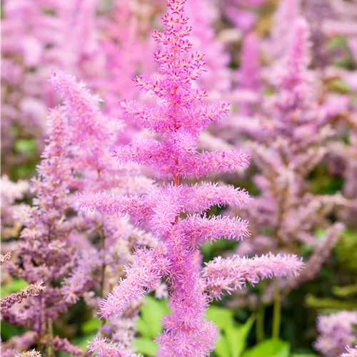 Astilbe x arendsii 'Amethyst'