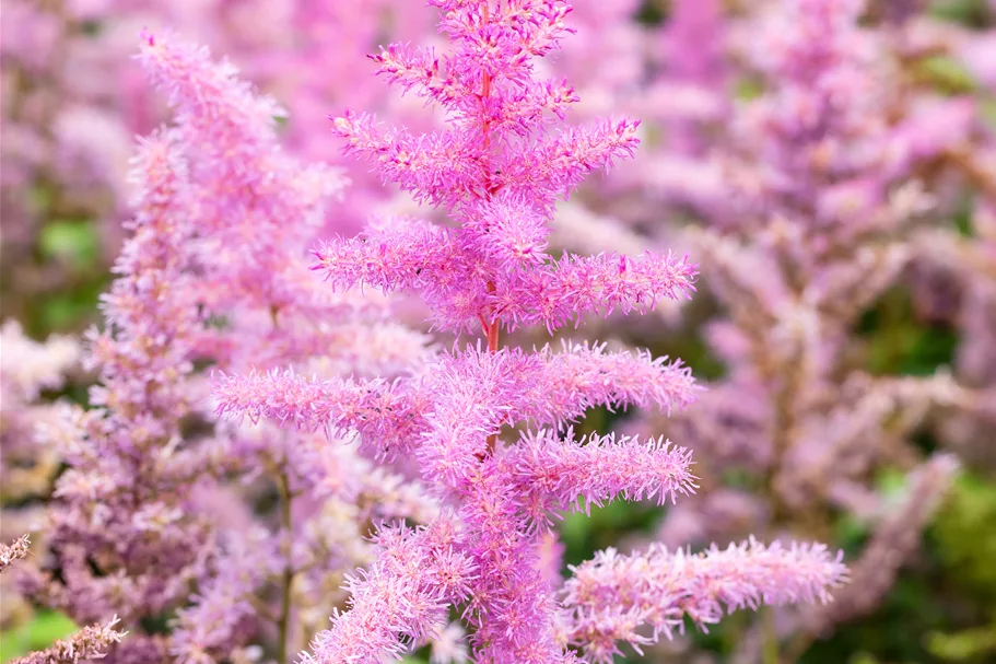 Astilbe x arendsii 'Amethyst'