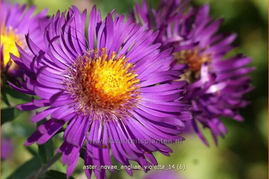 Aster novae-angliae 'Violetta'