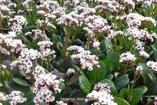 Bergenia cordifolia 'Bach'