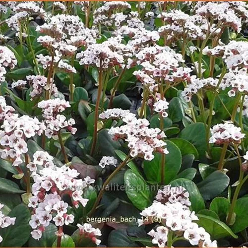 Bergenia cordifolia 'Bach'