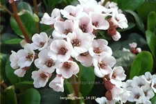 Bergenia cordifolia 'Bach'