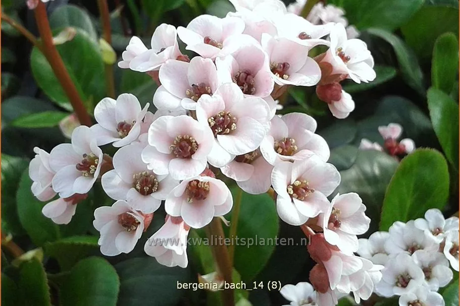 Bergenia cordifolia 'Bach'