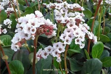 Bergenia cordifolia 'Bach'