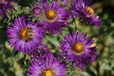 Aster novae-angliae 'Violetta'