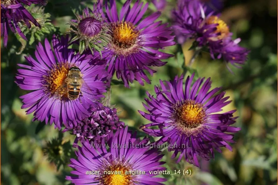 Aster novae-angliae 'Violetta'
