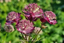 Astrantia major 'Rosensinfonie'