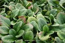 Bergenia cordifolia 'Bach'
