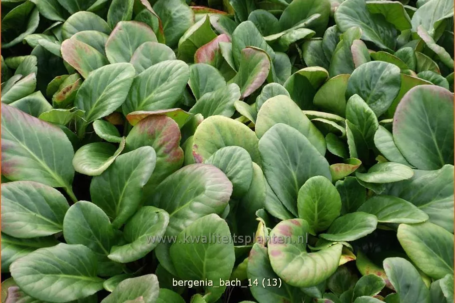 Bergenia cordifolia 'Bach'