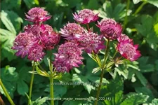 Astrantia major 'Rosensinfonie'