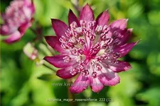 Astrantia major 'Rosensinfonie'