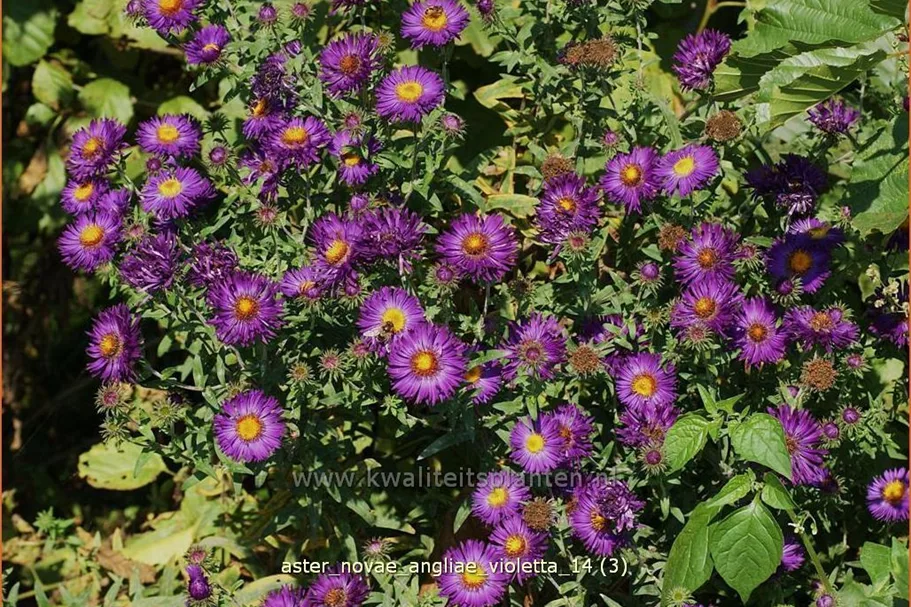 Aster novae-angliae 'Violetta'