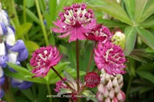 Astrantia major 'Rosensinfonie'